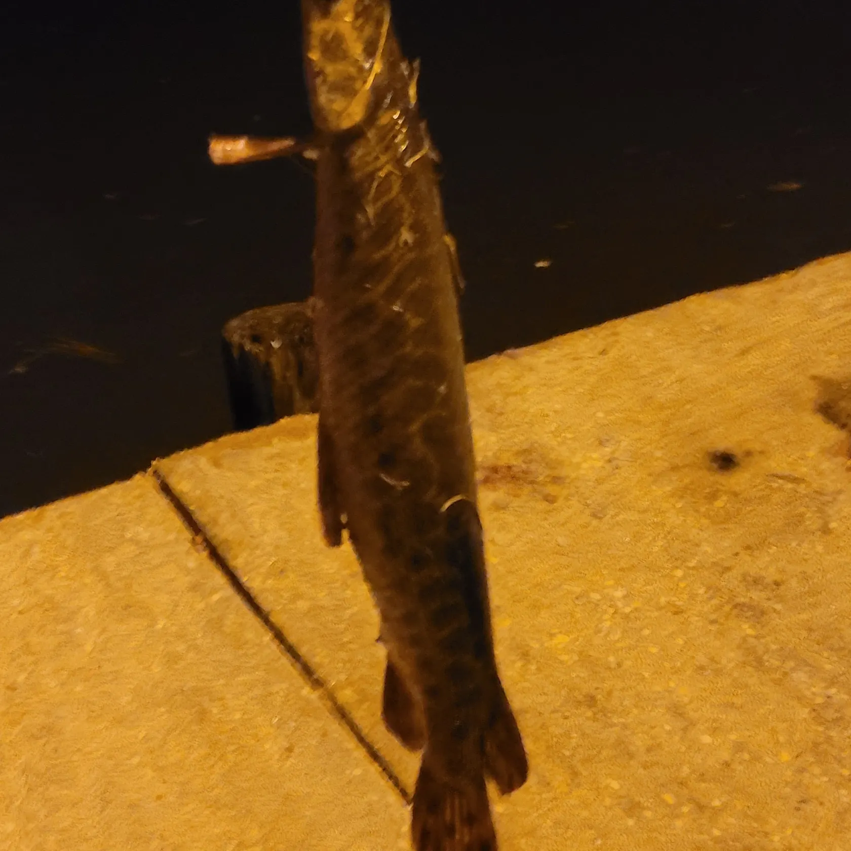 recently logged catches