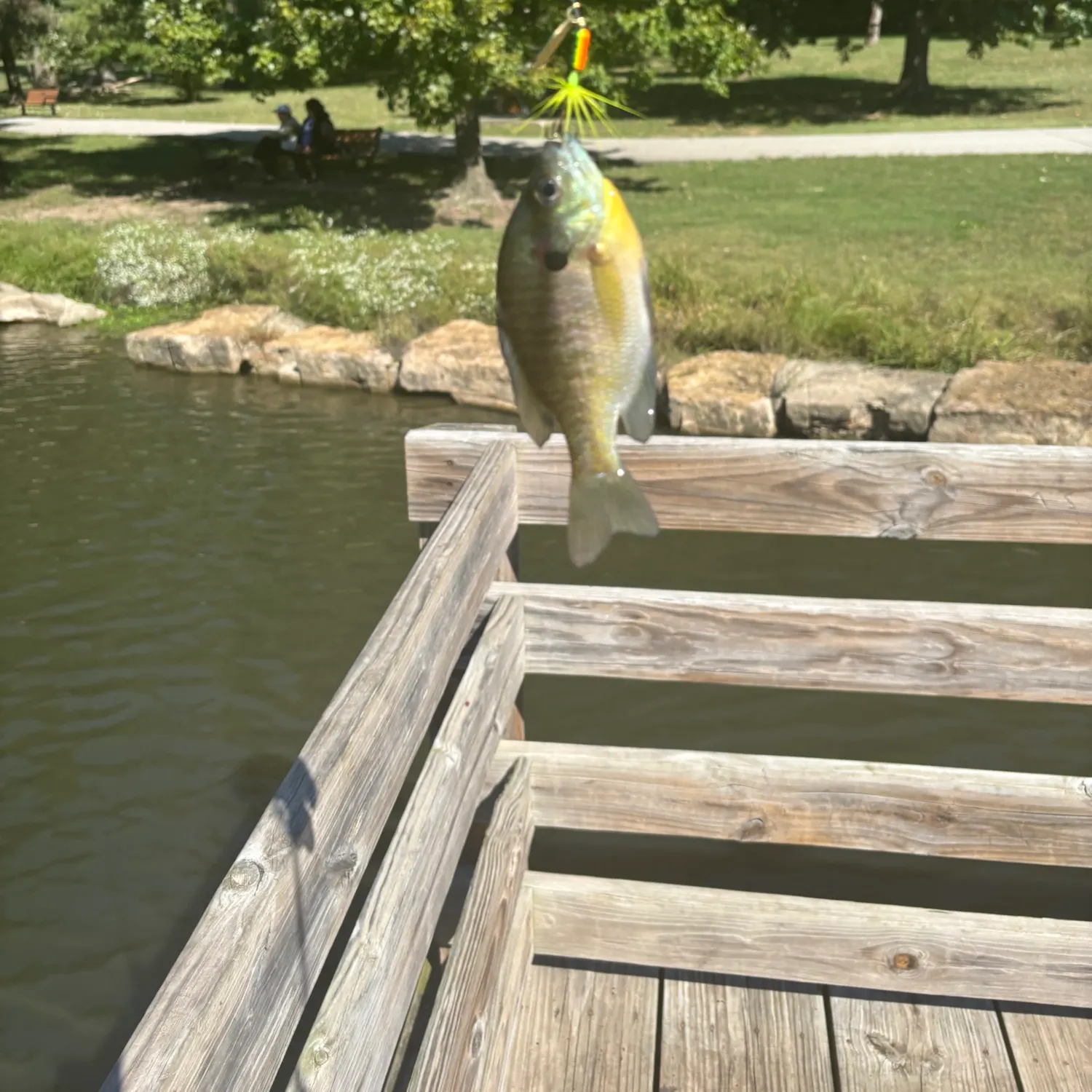 Bluegill caught on Fishbrain