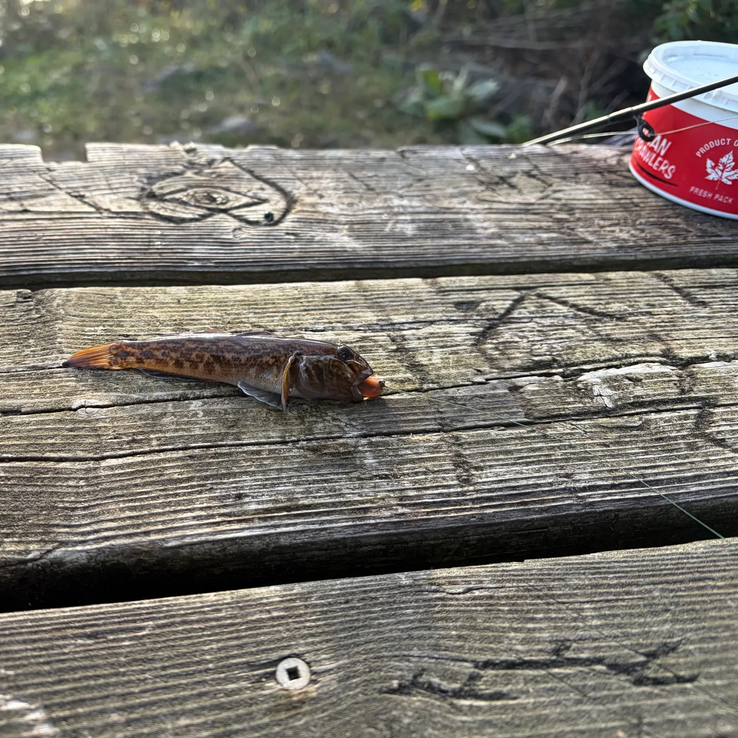 The most recent Round goby catches on Fishbrain