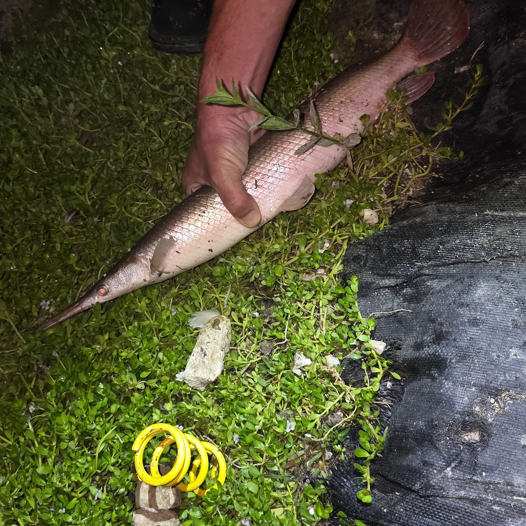 The most recent Shortnose gar catches on Fishbrain