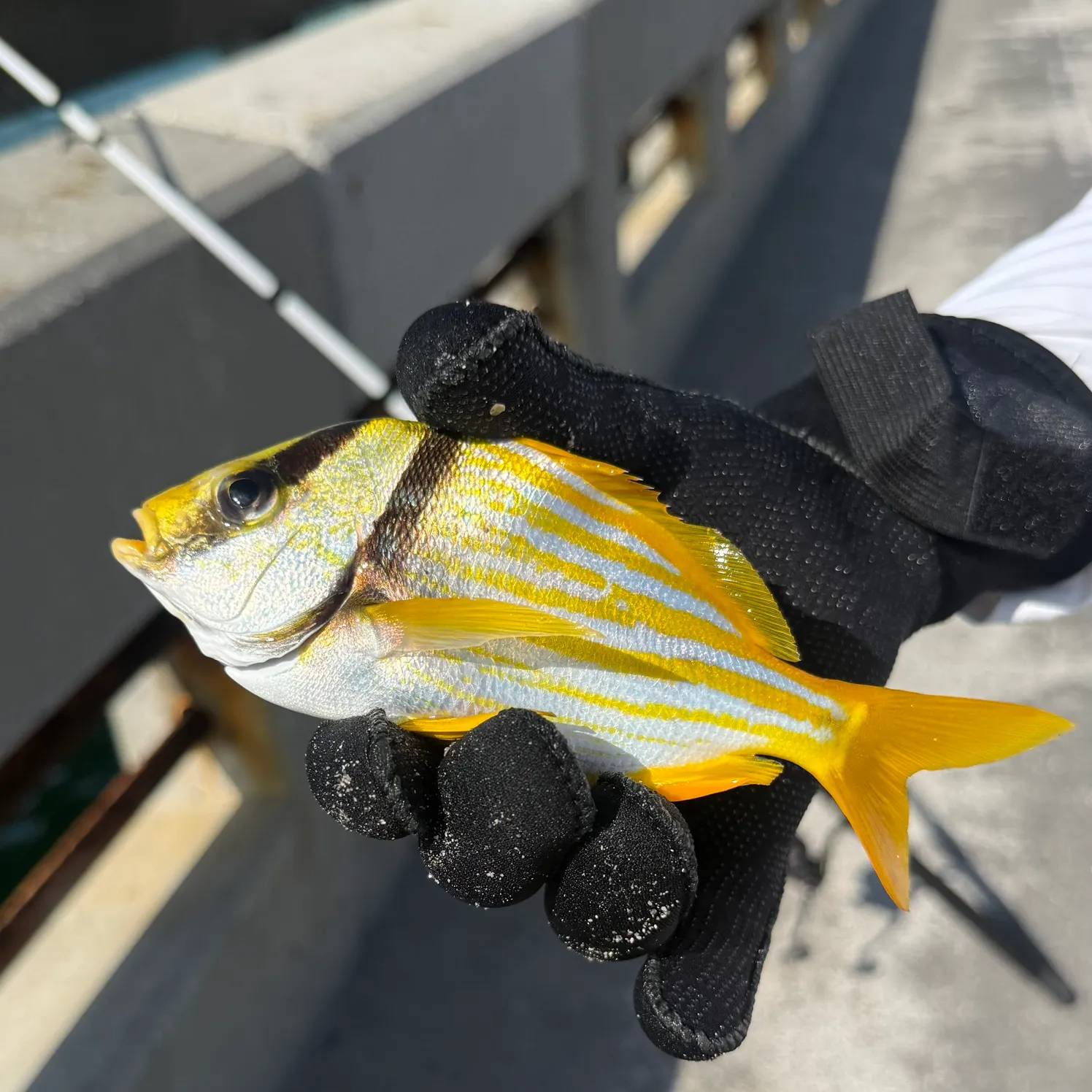 The most recent Atlantic porkfish catches on Fishbrain