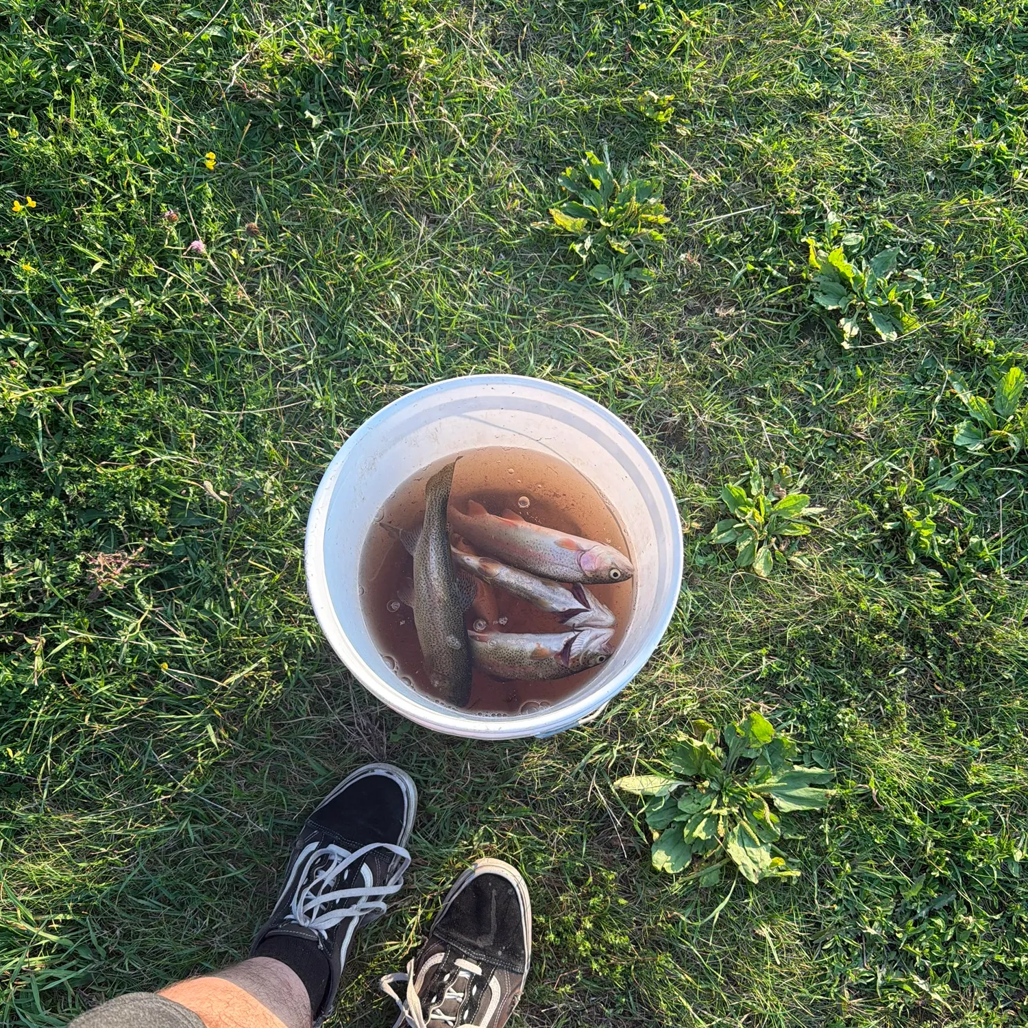The most recent Rainbow trout catches on Fishbrain