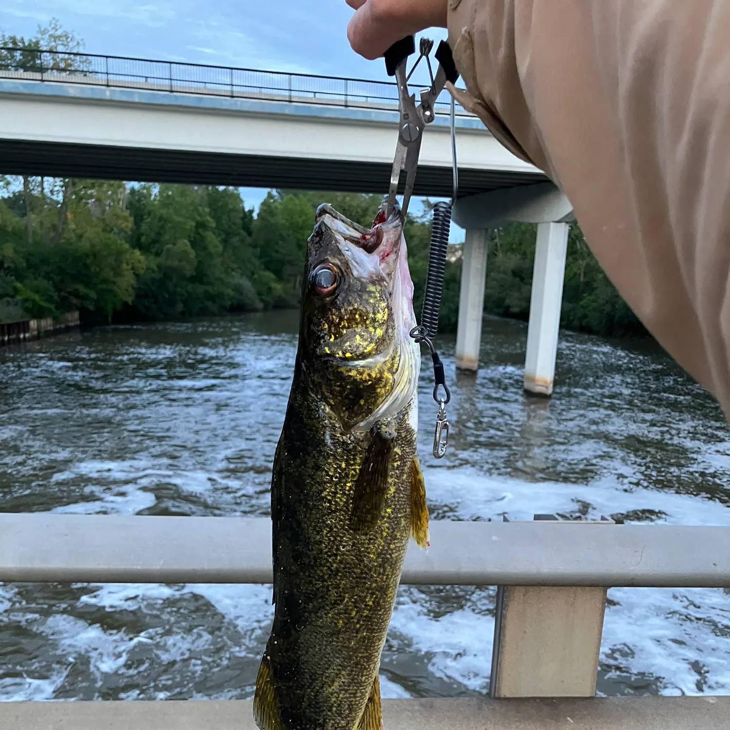 Walleye caught on Fishbrain