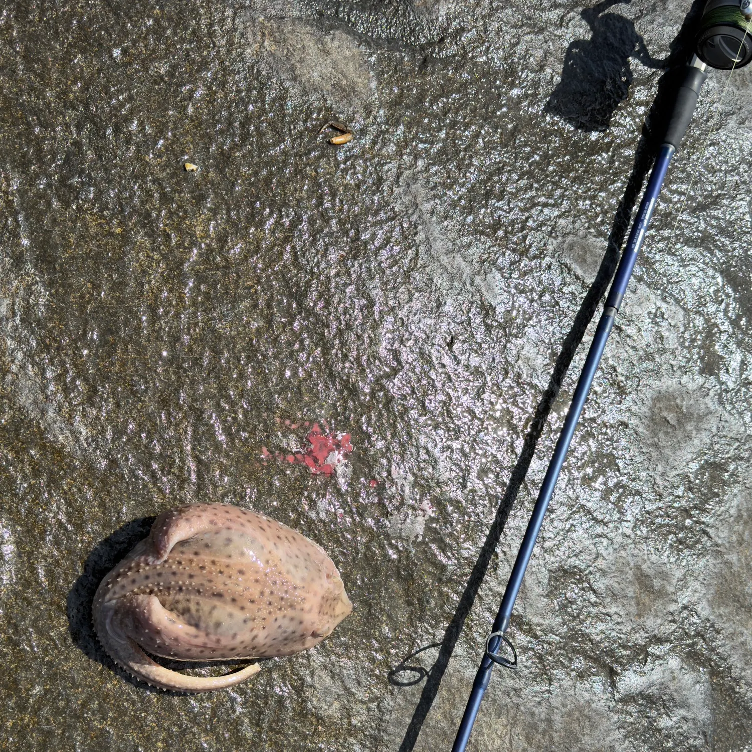 The most recent Little Skate catches on Fishbrain