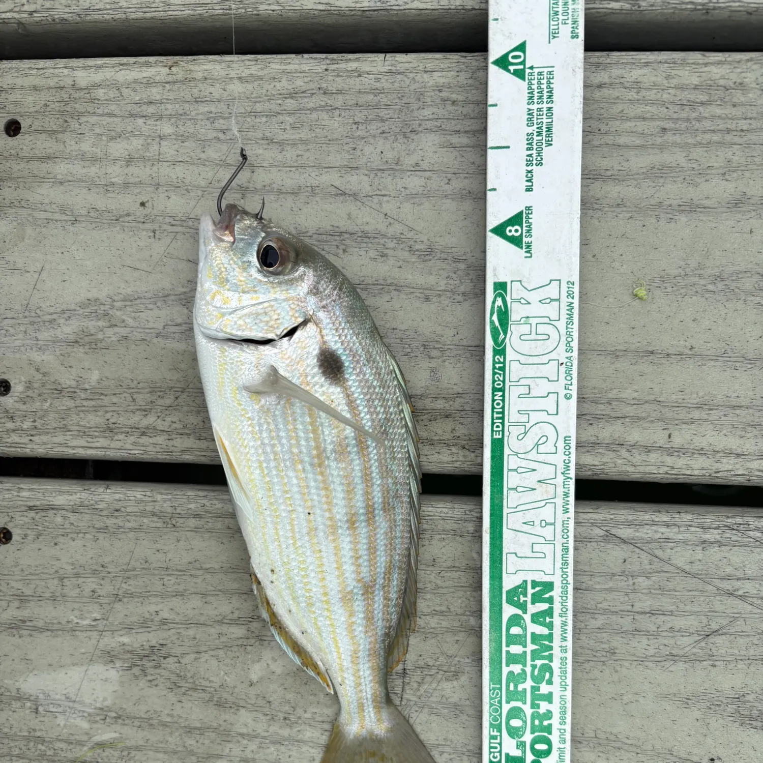 recently logged catches