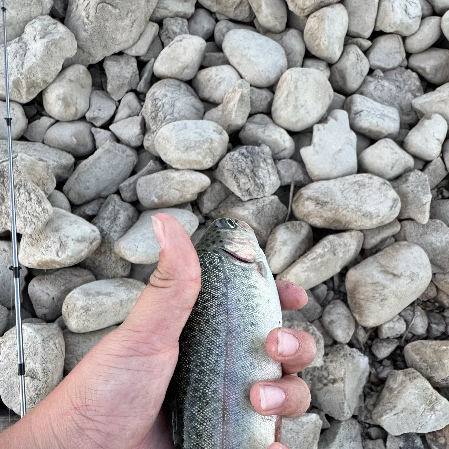 Rainbow trout caught on Fishbrain
