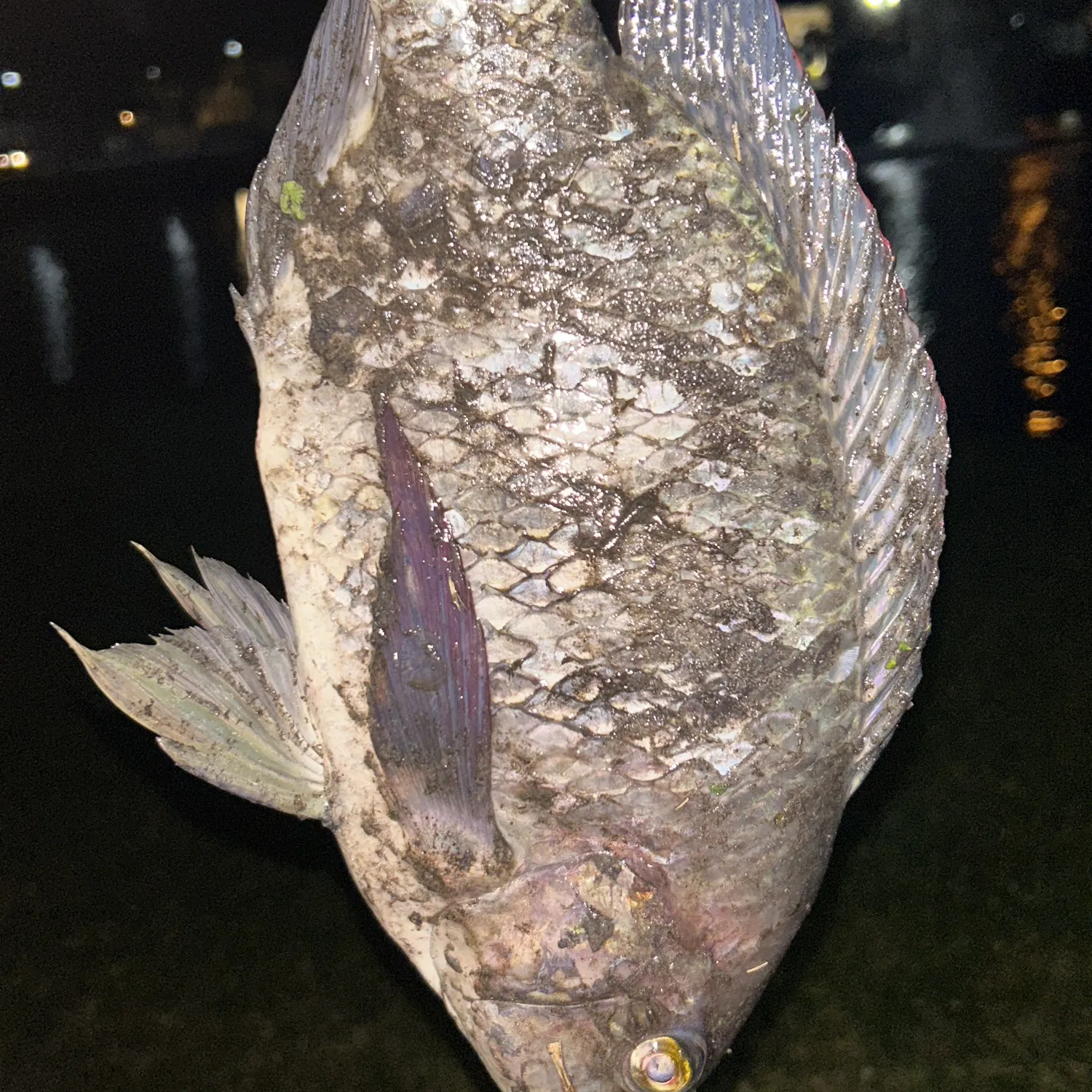 The most recent Longfin tilapia catches on Fishbrain