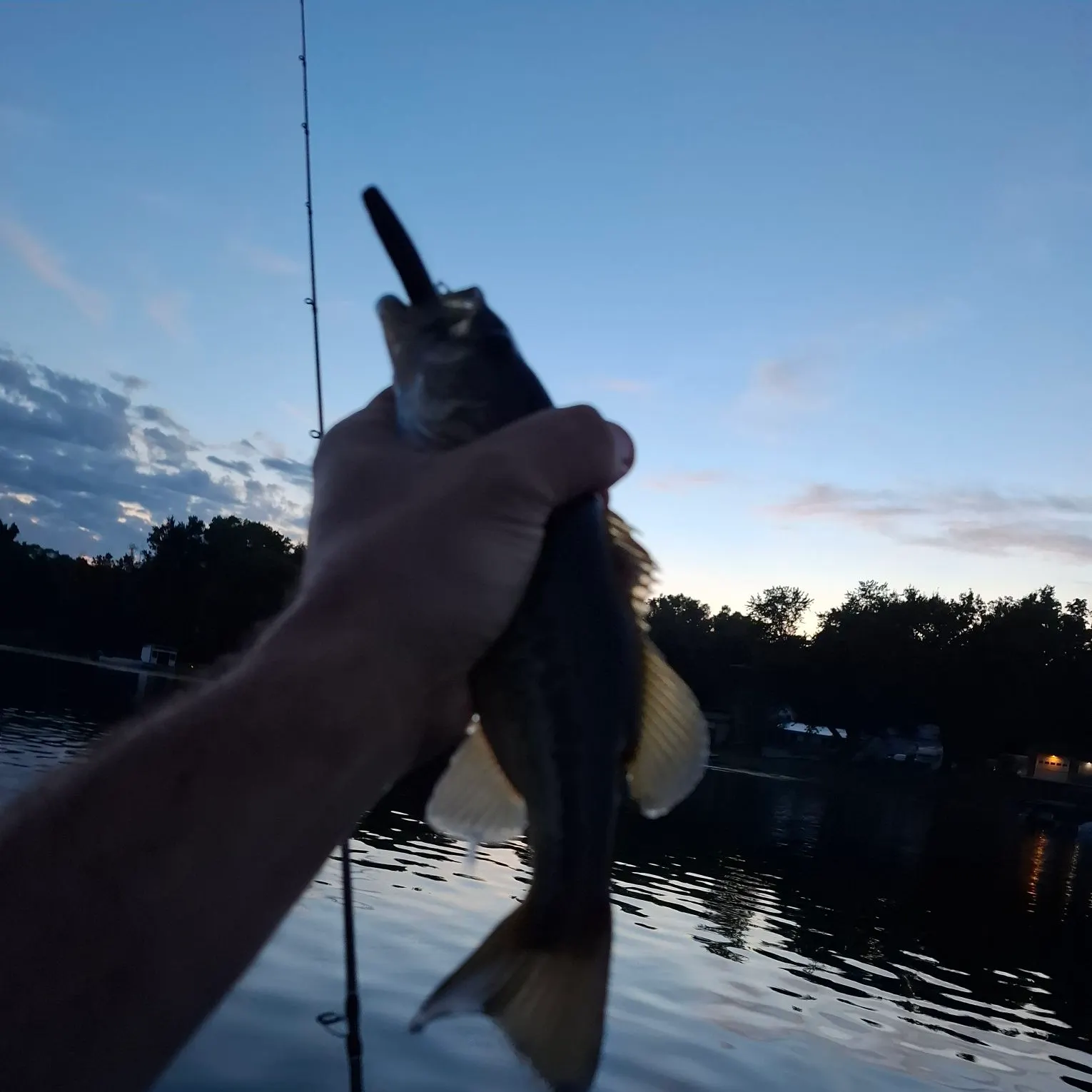 Largemouth bass caught on Fishbrain