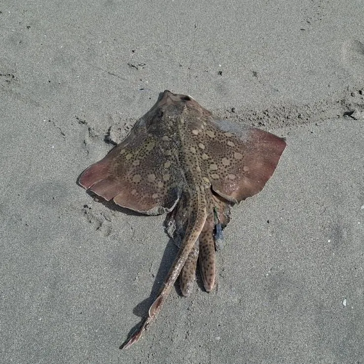 The most recent Blotched fantail ray catches on Fishbrain