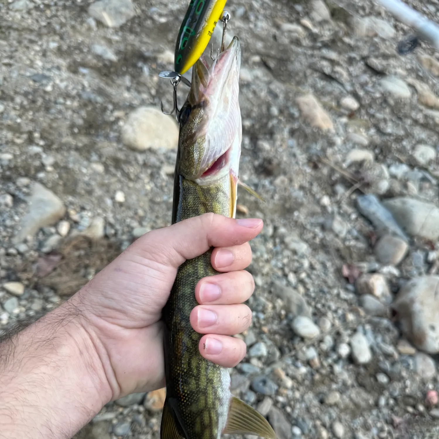 Chain pickerel caught on Fishbrain