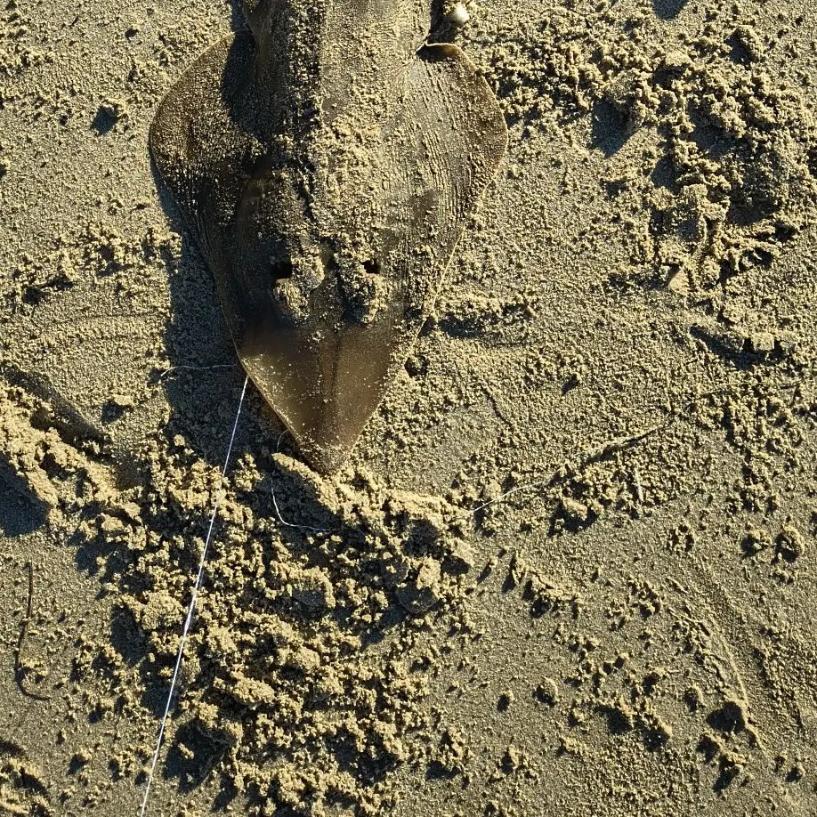 Pacific shovelnose guitarfish caught on Fishbrain