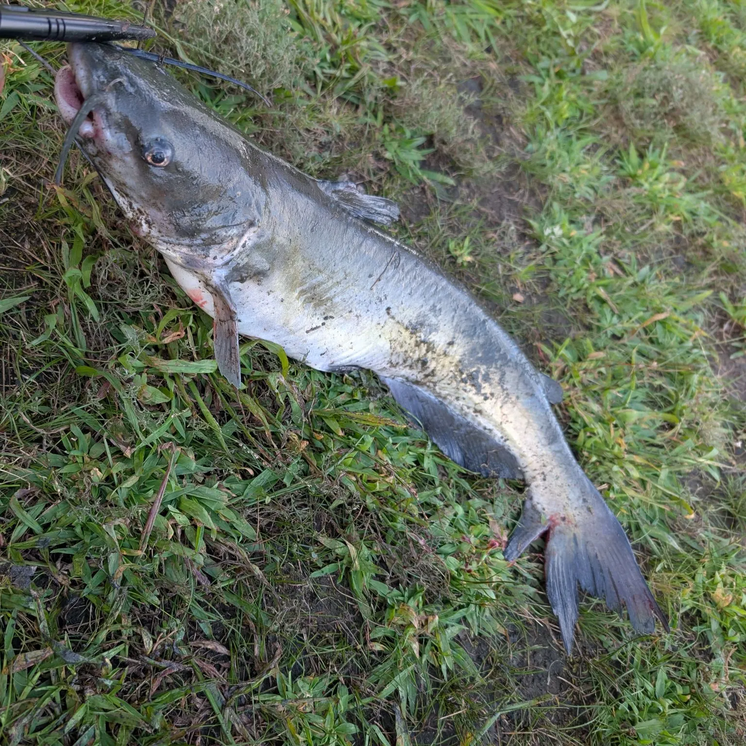 Channel catfish caught on Fishbrain
