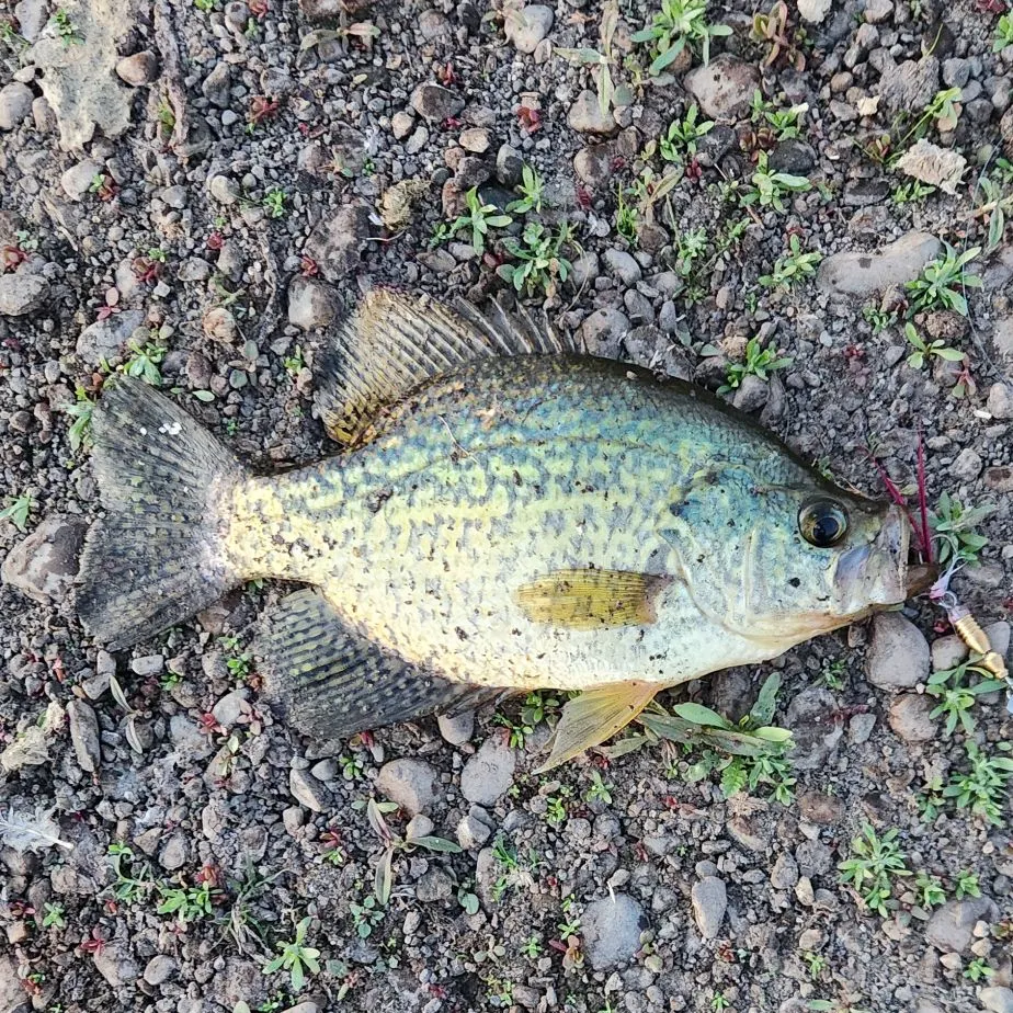 Black crappie caught on Fishbrain