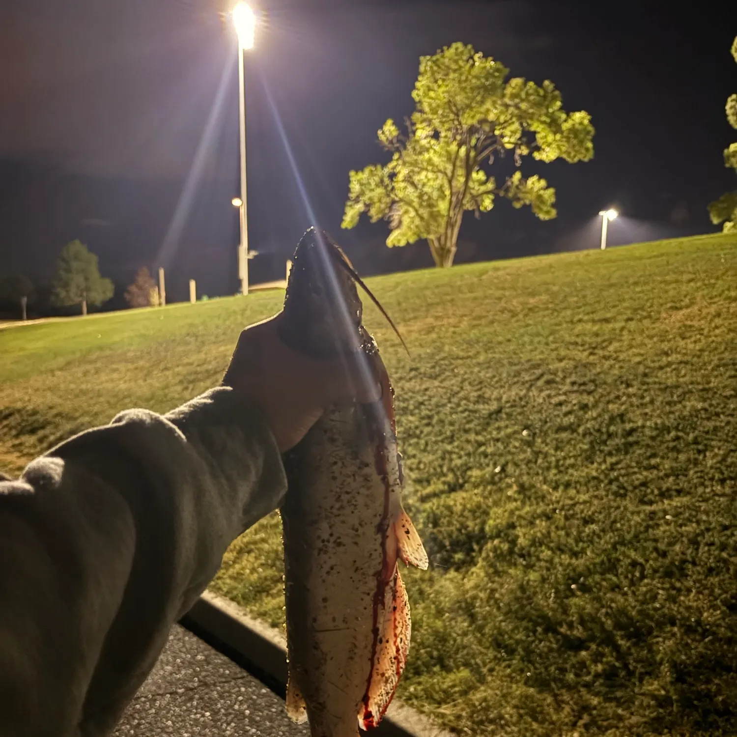 Channel catfish caught on Fishbrain