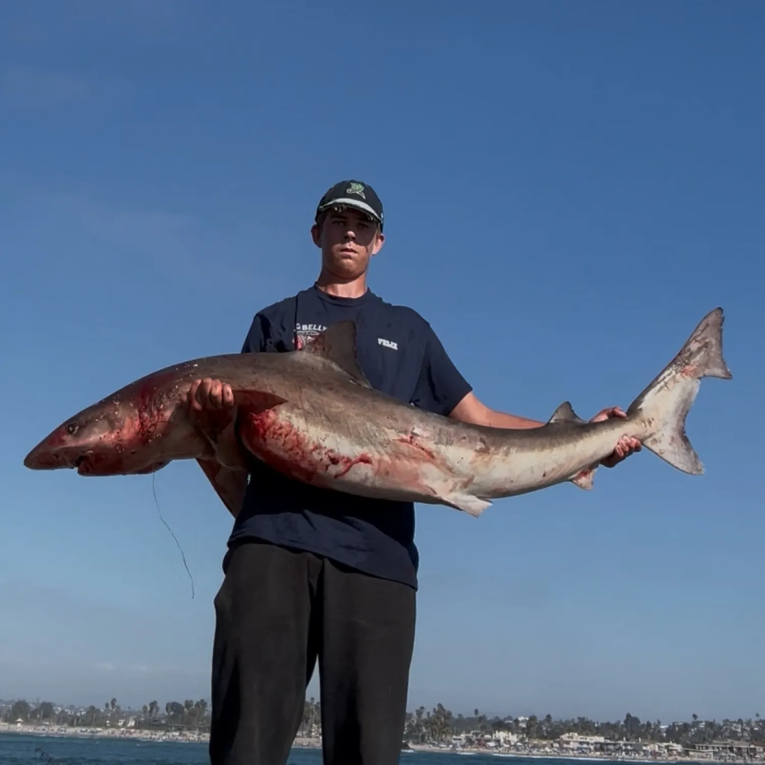 The most recent Tope shark catches on Fishbrain