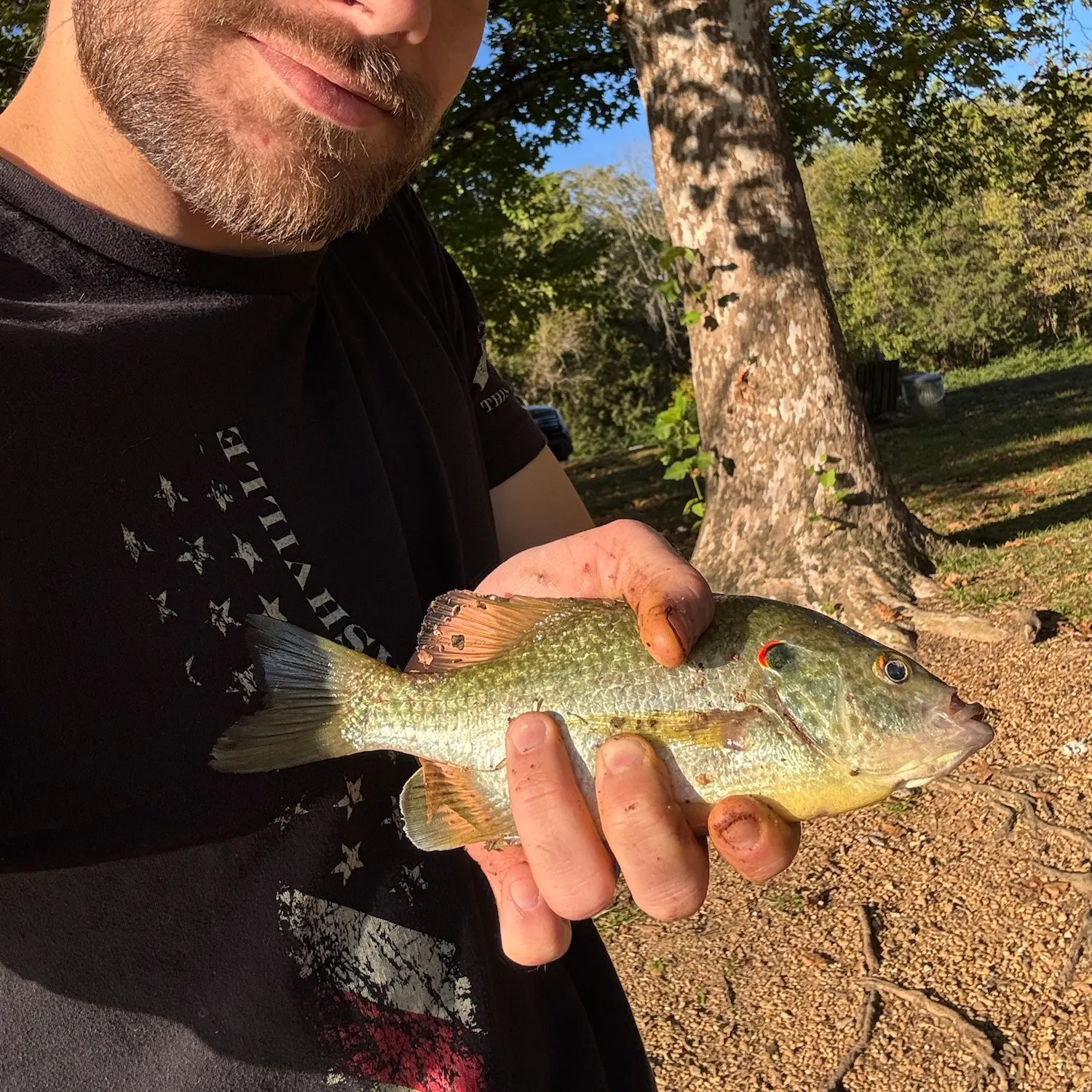 Redear sunfish caught on Fishbrain