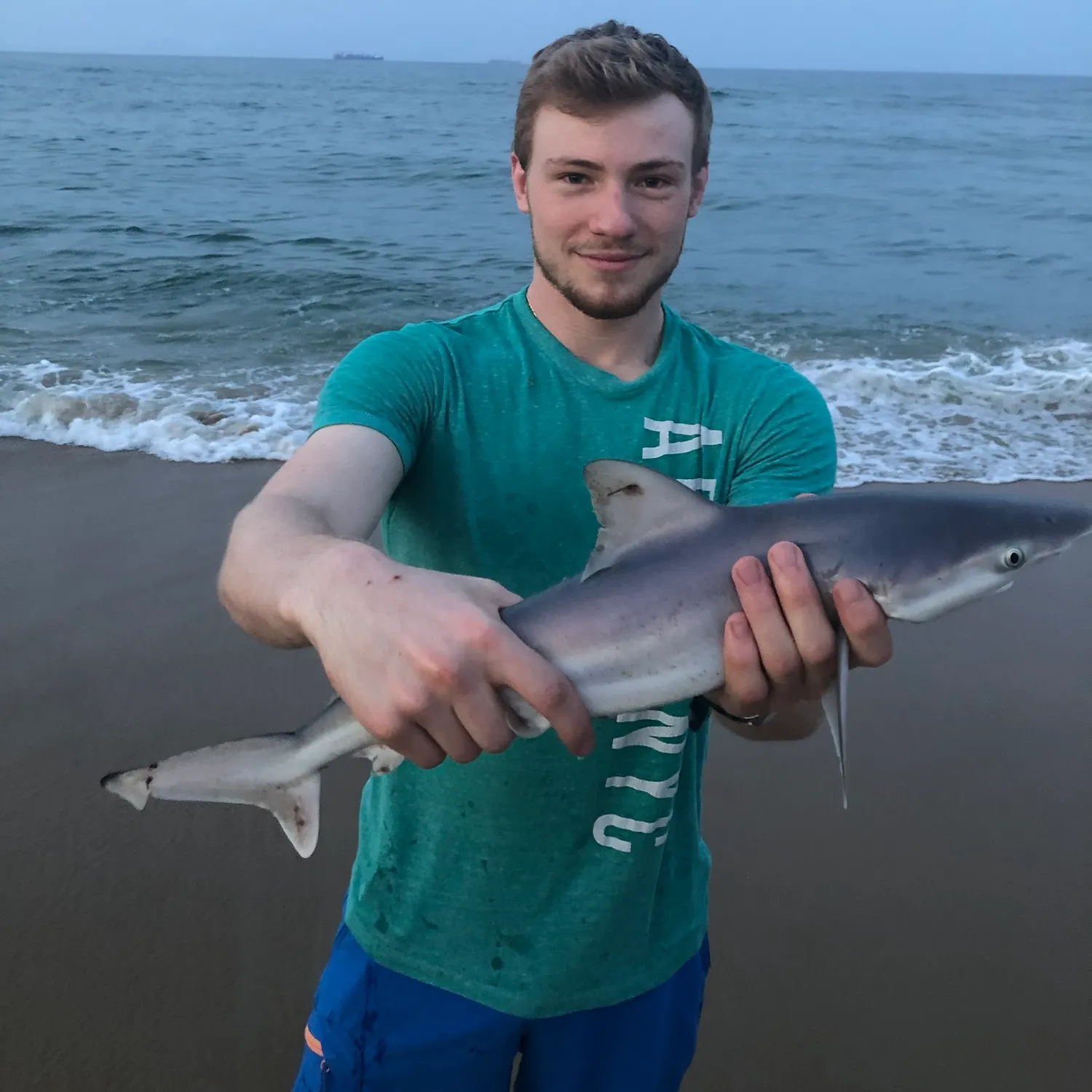 The most recent Sandbar shark catches on Fishbrain