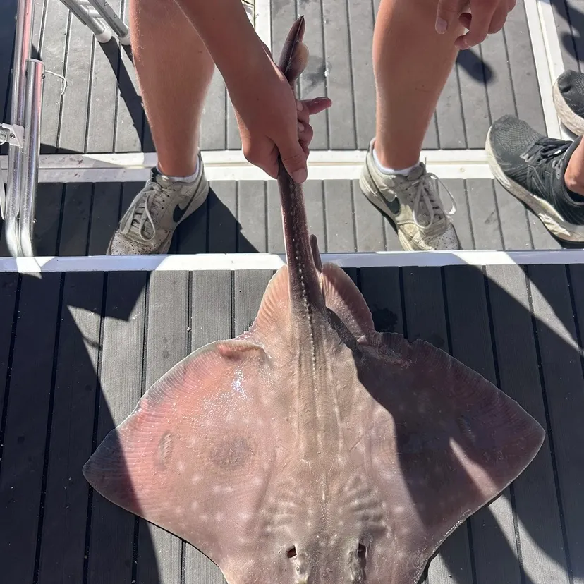 The most recent Big skate catches on Fishbrain