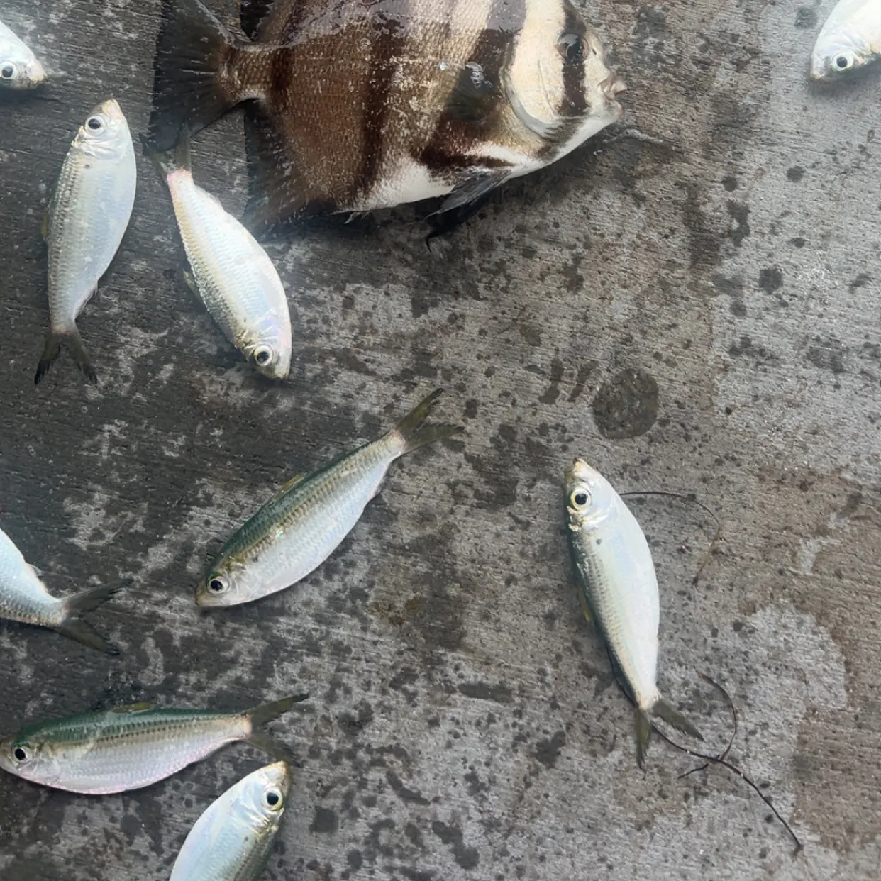 The most recent Atlantic spadefish catches on Fishbrain