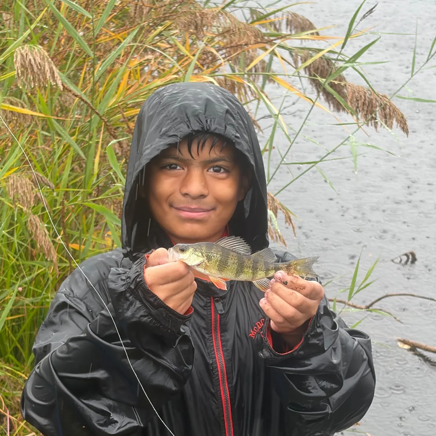 Yellow perch caught on Fishbrain