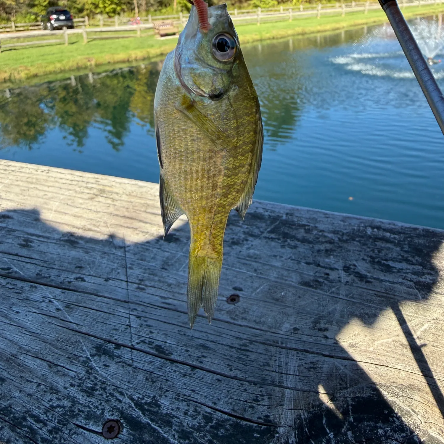 Bluegill caught on Fishbrain