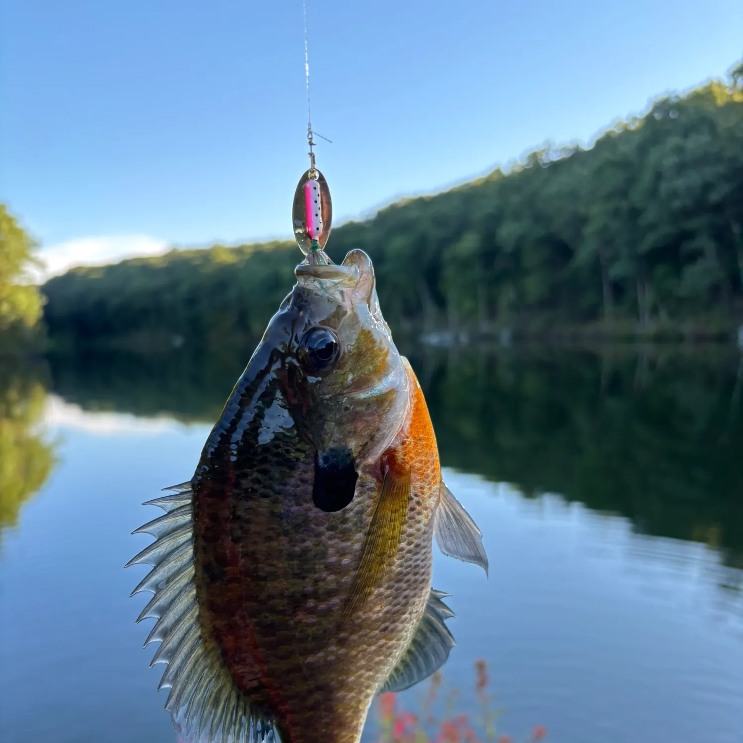 Bluegill caught on Fishbrain