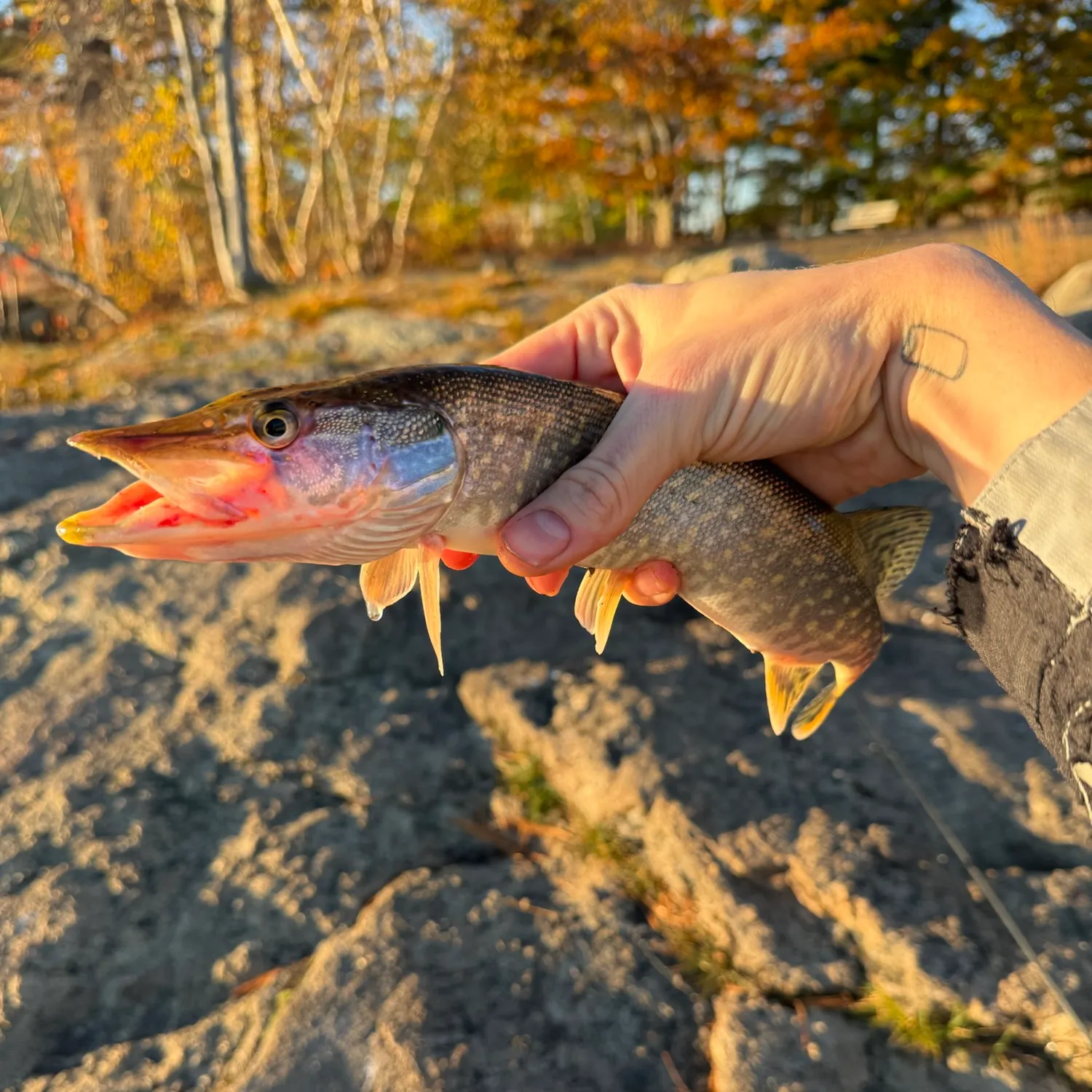 Northern pike caught on Fishbrain