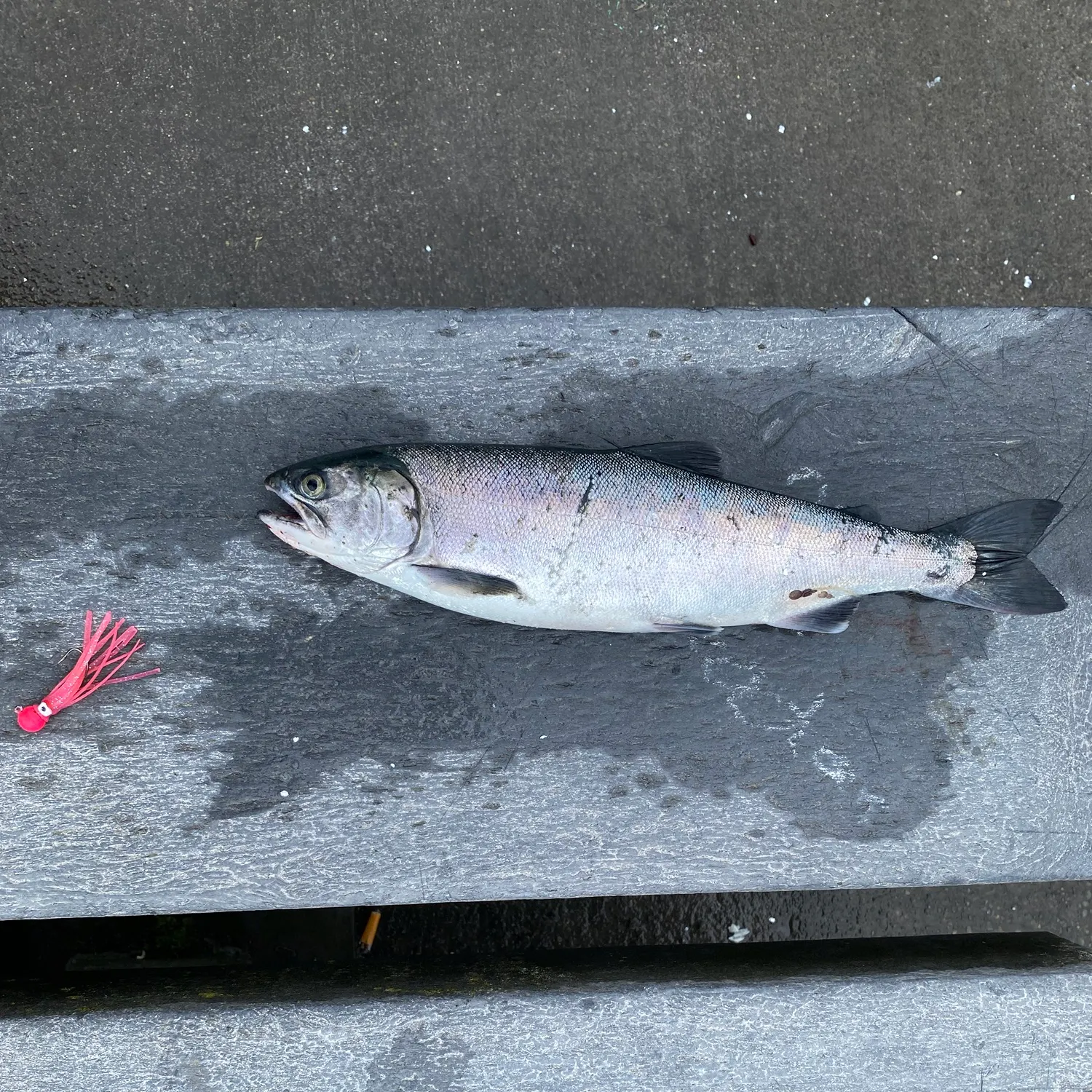 Coho salmon caught on Fishbrain
