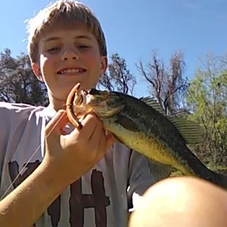 The most recent F1 bass catches on Fishbrain