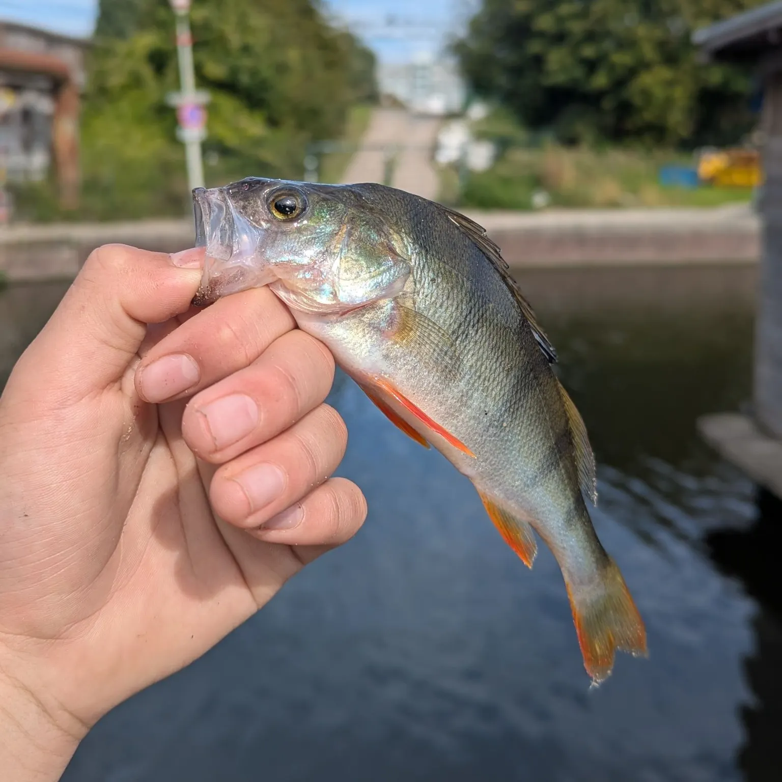 European perch caught on Fishbrain