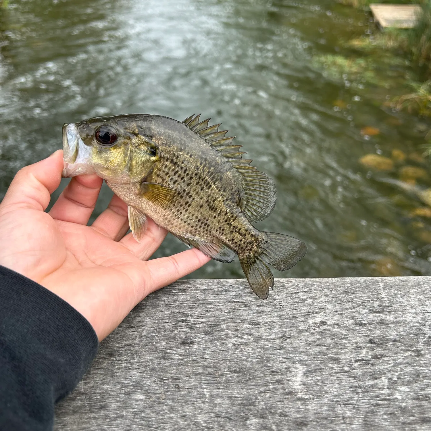 Rock bass caught on Fishbrain