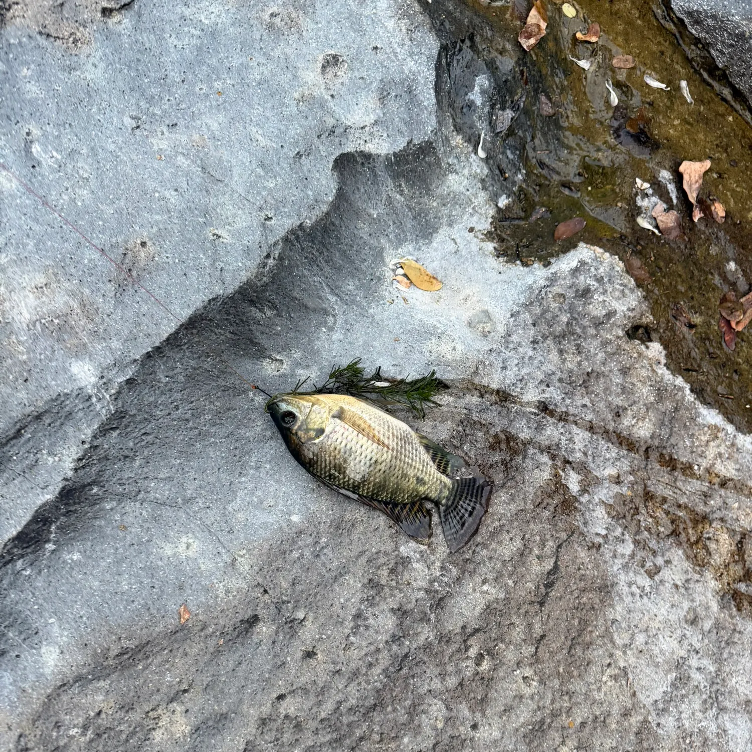 The most recent Blue tilapia catches on Fishbrain