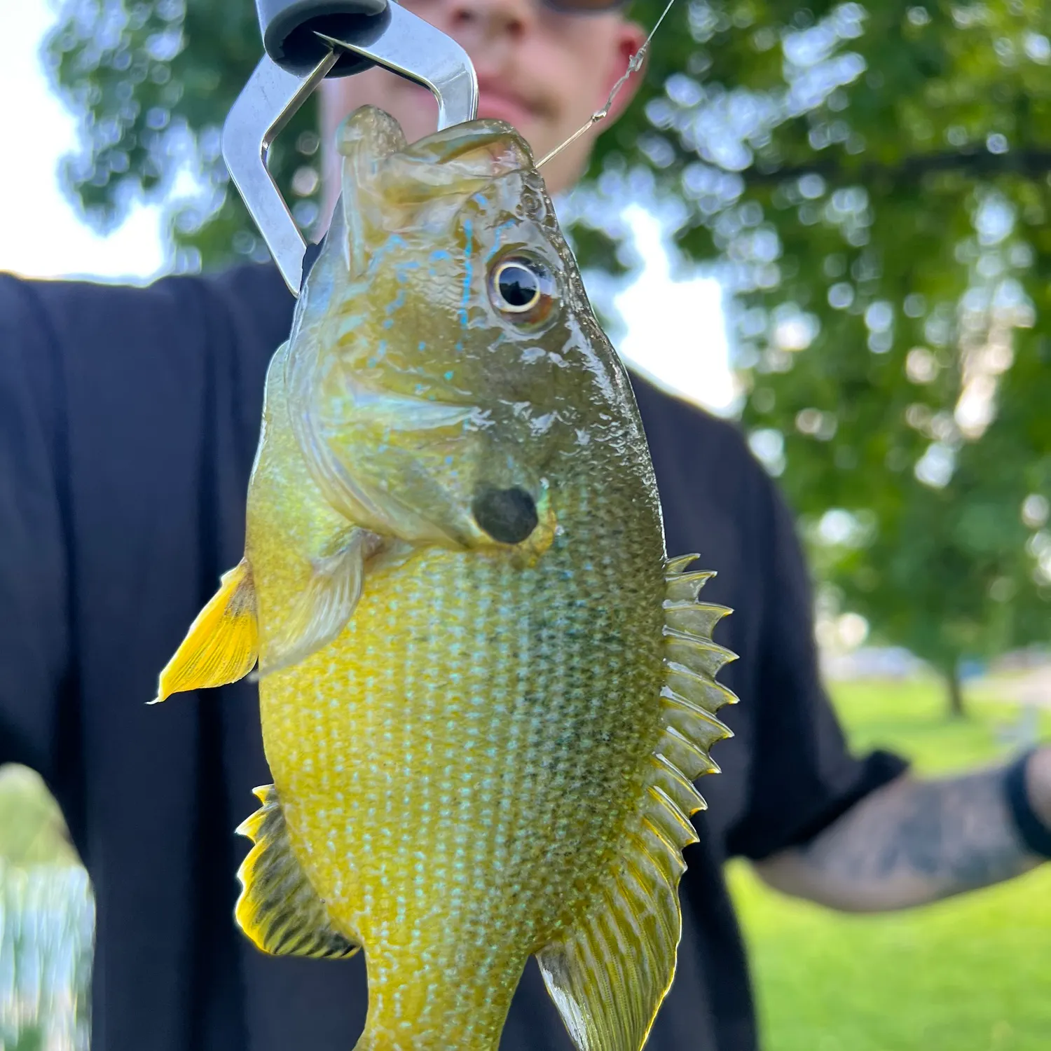 Green sunfish caught on Fishbrain