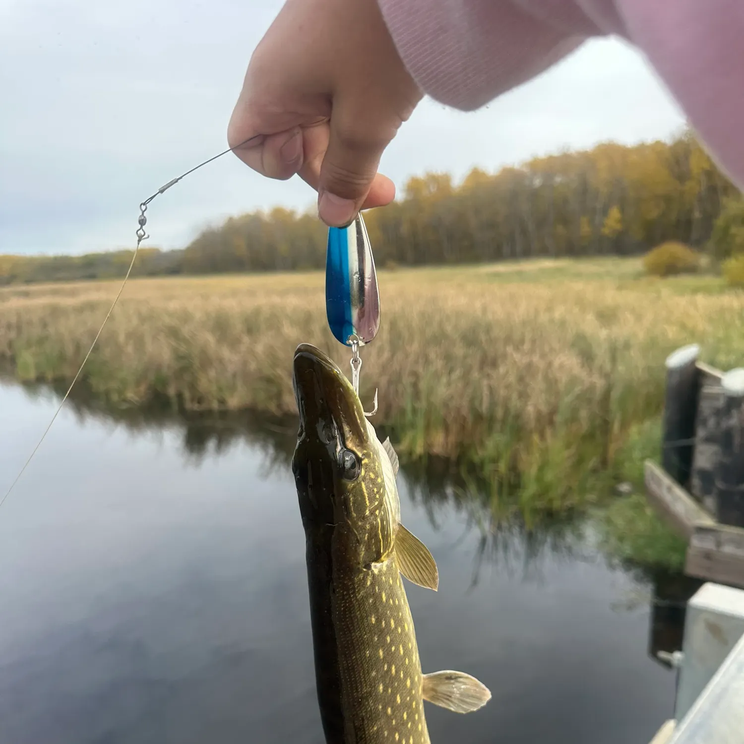 Fish caught on Fishbrain