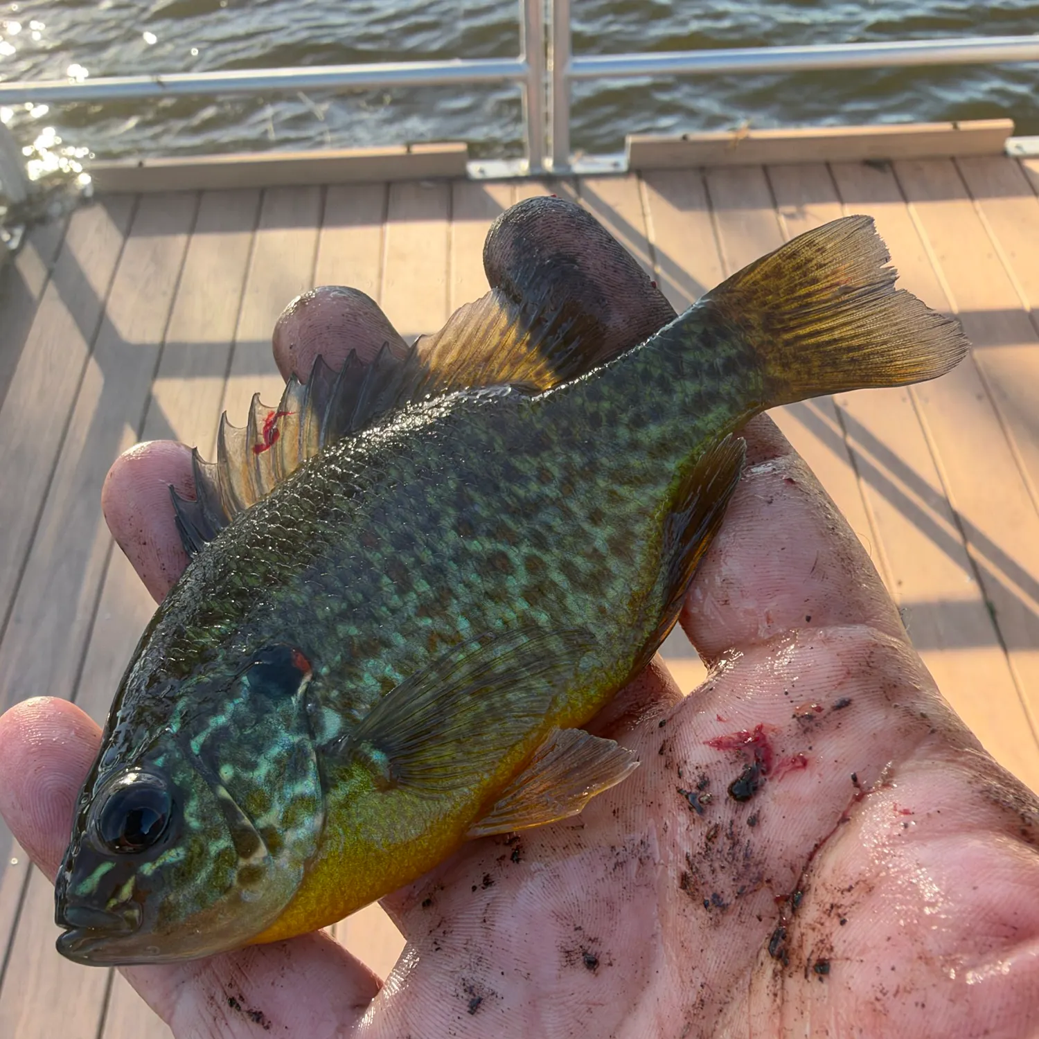 Pumpkinseed caught on Fishbrain