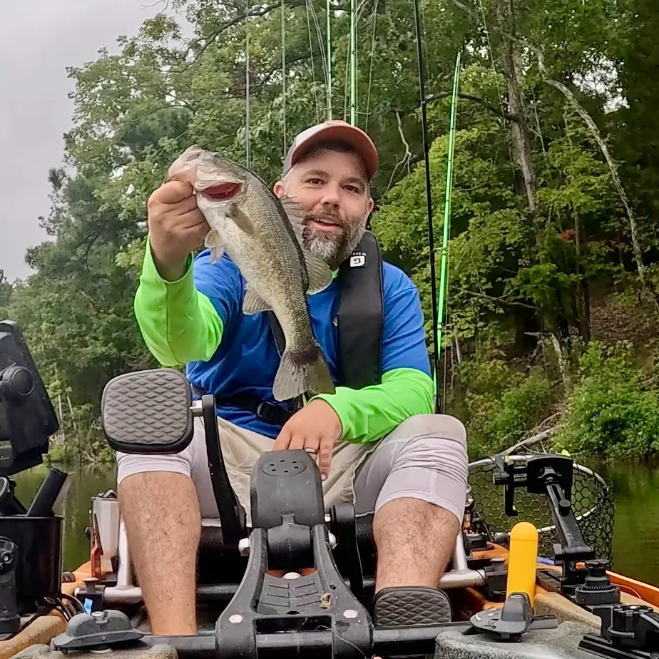 Largemouth bass caught on Fishbrain