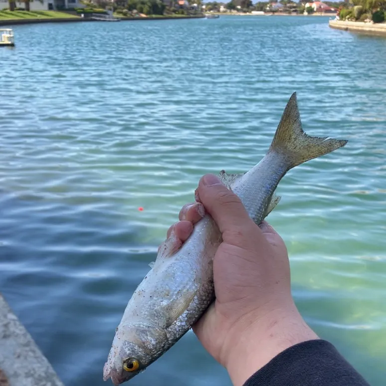 Yellow-eye mullet caught on Fishbrain