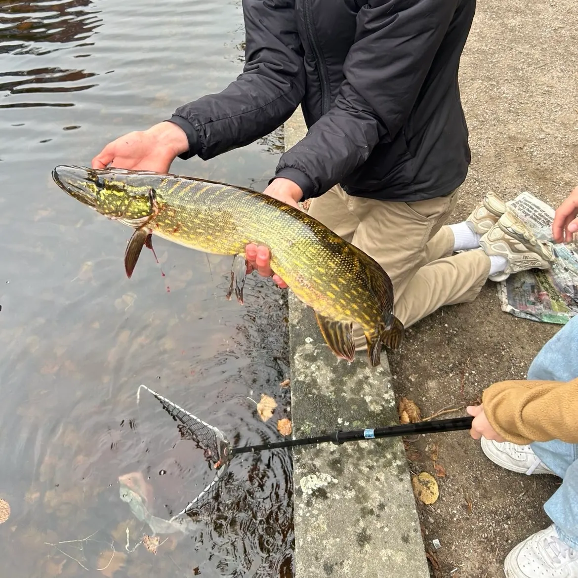Northern pike caught on Fishbrain
