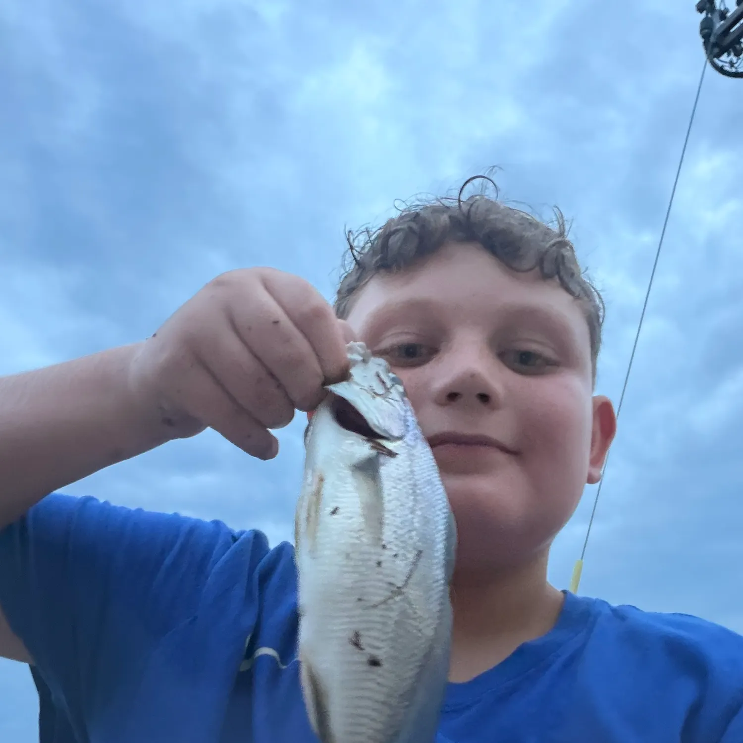 Freshwater drum caught on Fishbrain