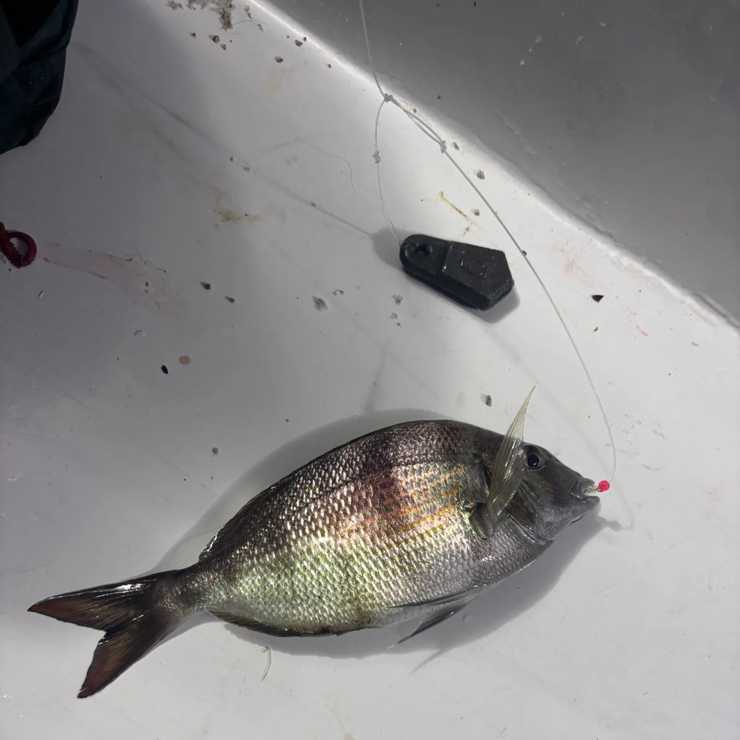 Scup caught on Fishbrain