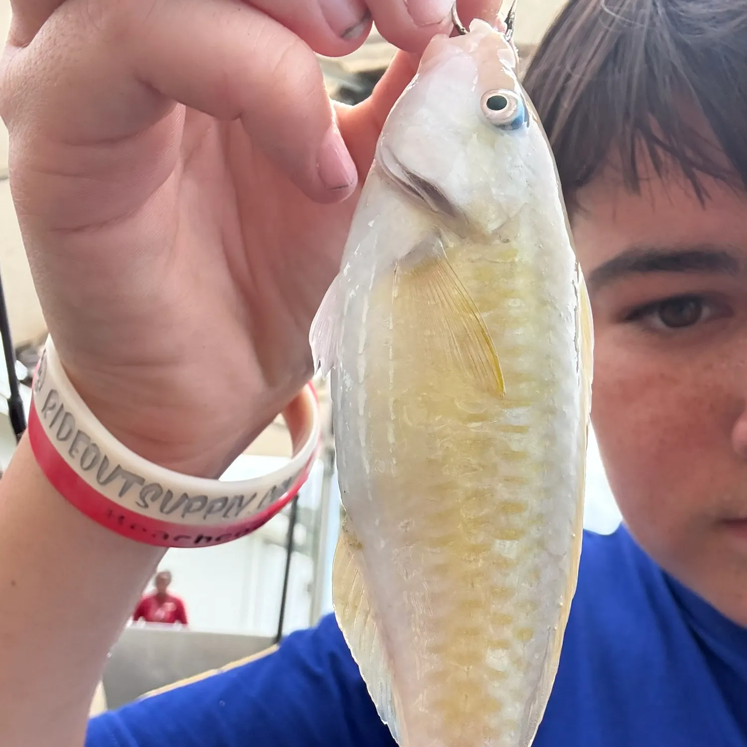 The most recent Common parrotfish catches on Fishbrain