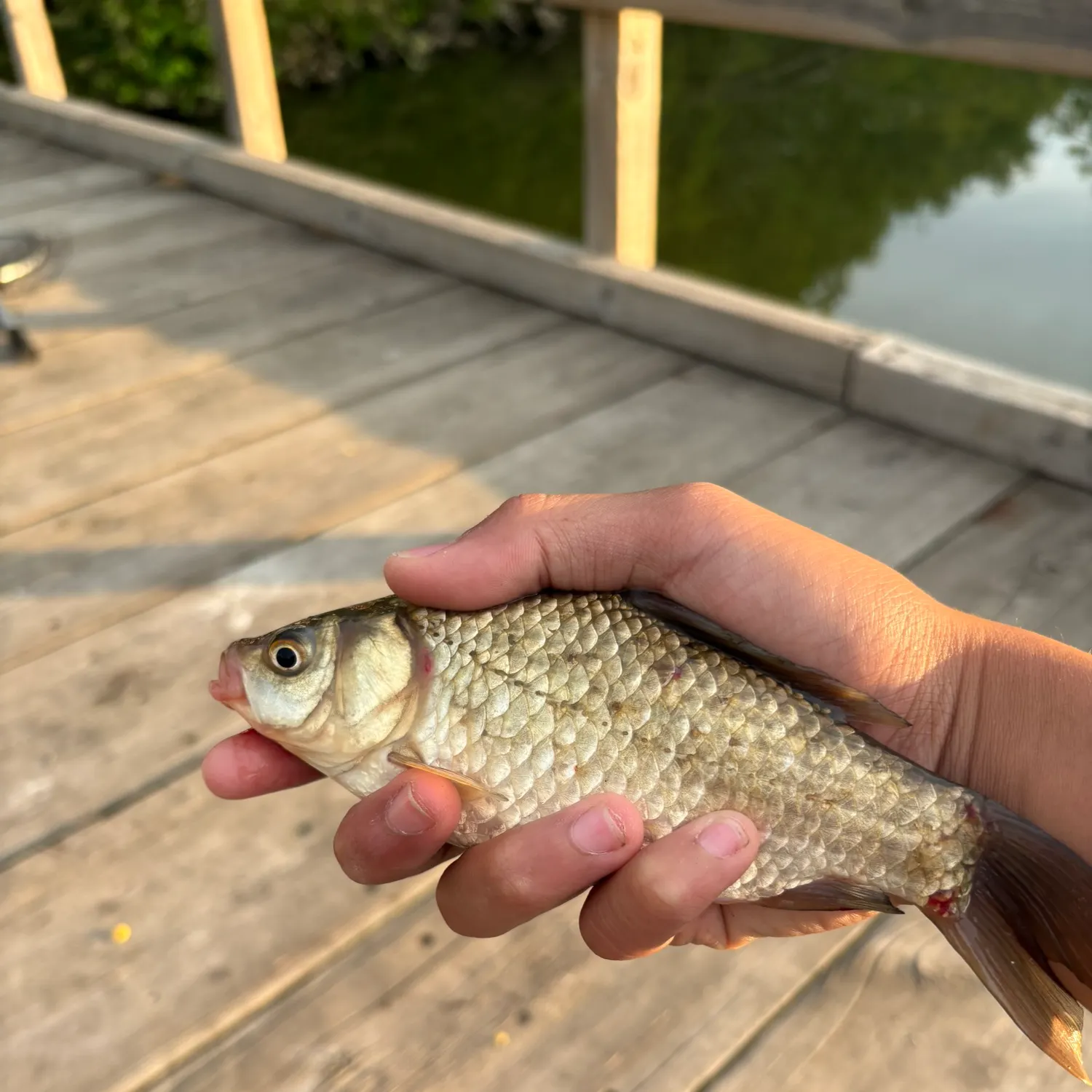 The most recent F1 carp catches on Fishbrain