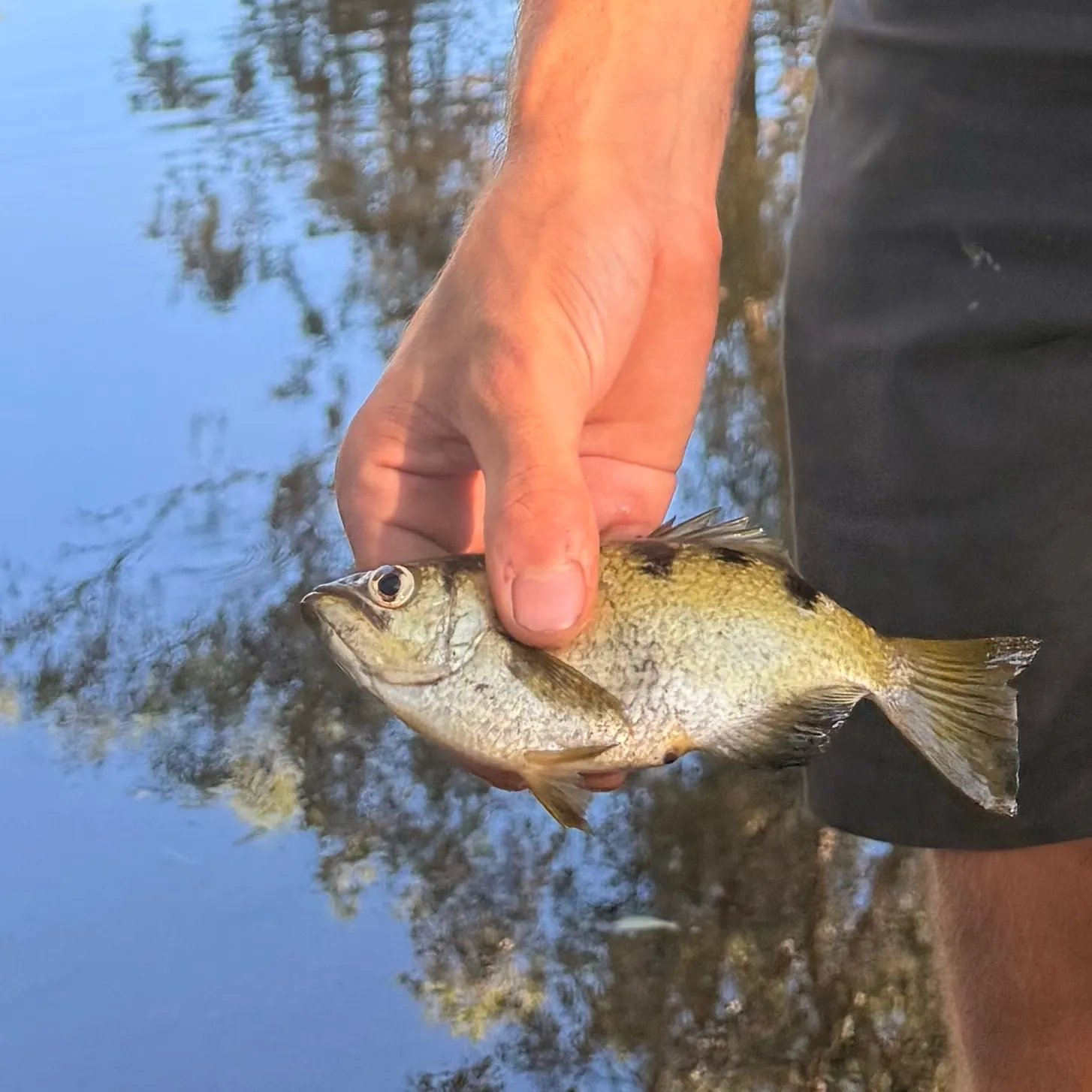 The most recent Banded archerfish catches on Fishbrain