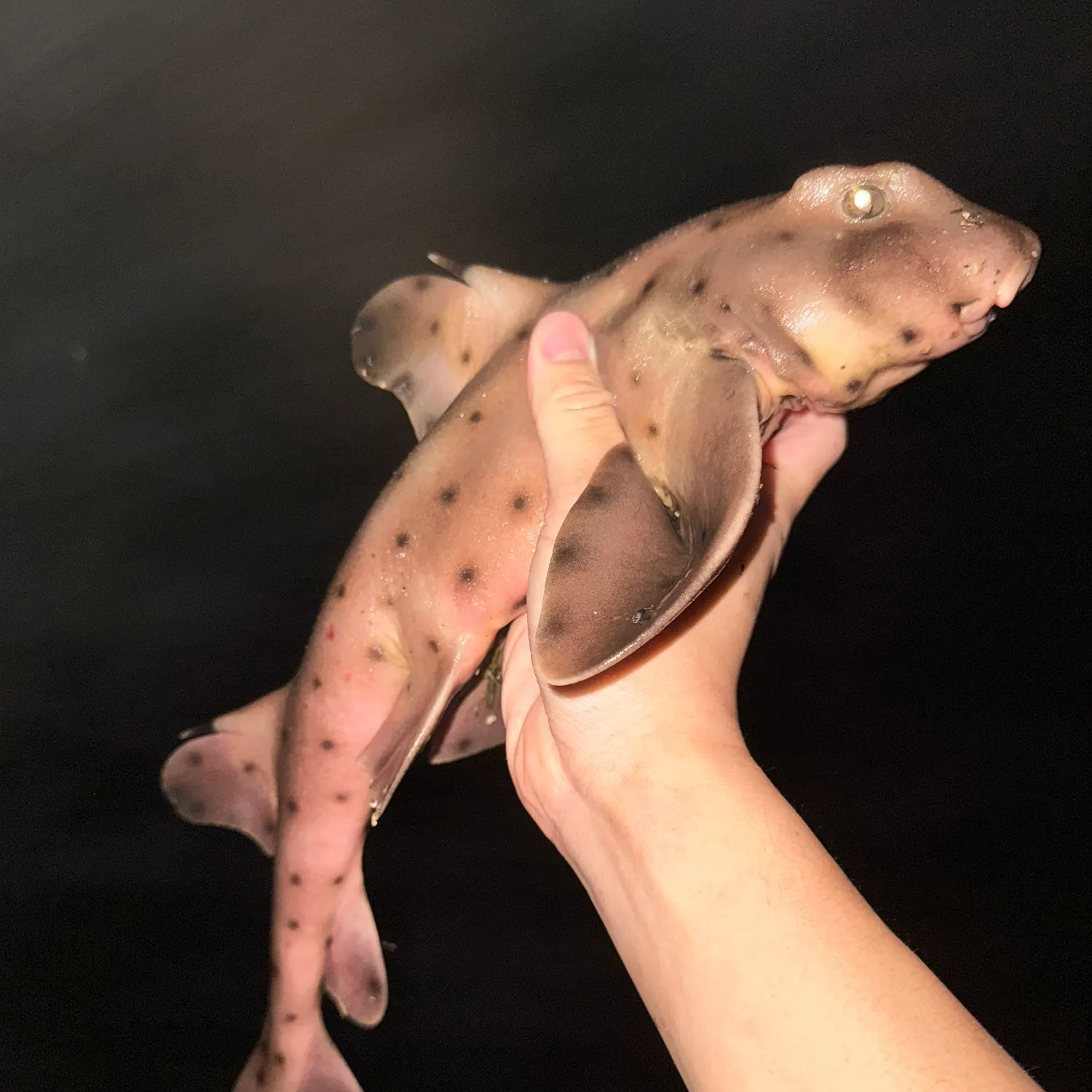 The most recent Horn shark catches on Fishbrain