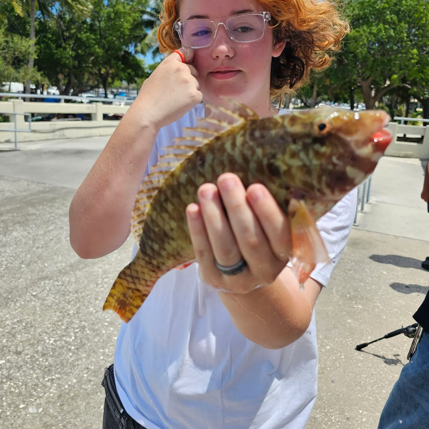 The most recent Redtail parrotfish catches on Fishbrain