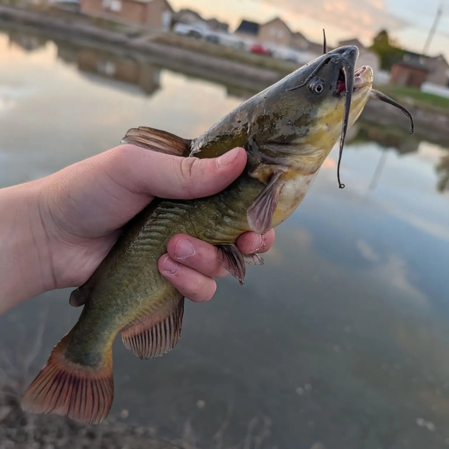 Black bullhead caught on Fishbrain