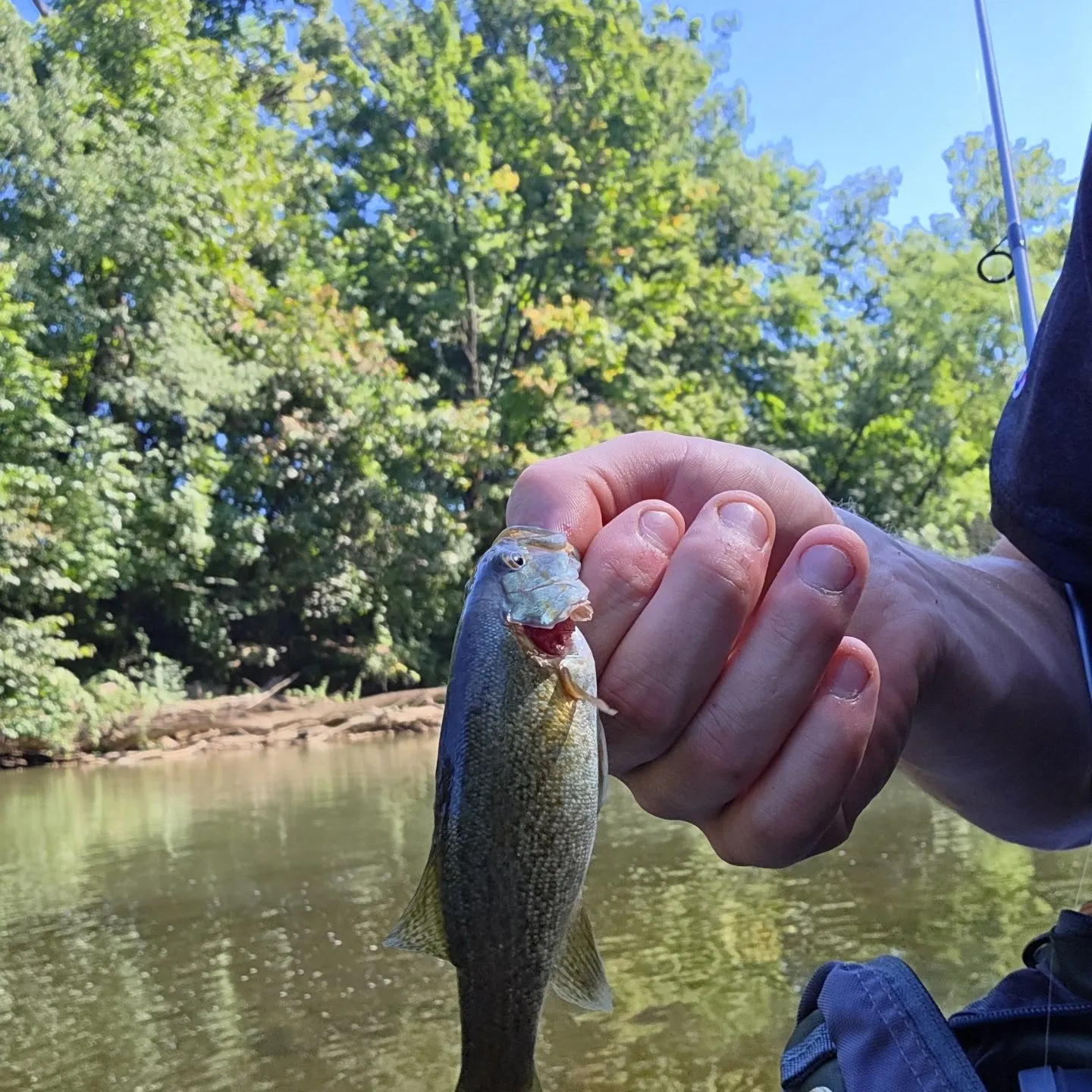 Smallmouth bass caught on Fishbrain