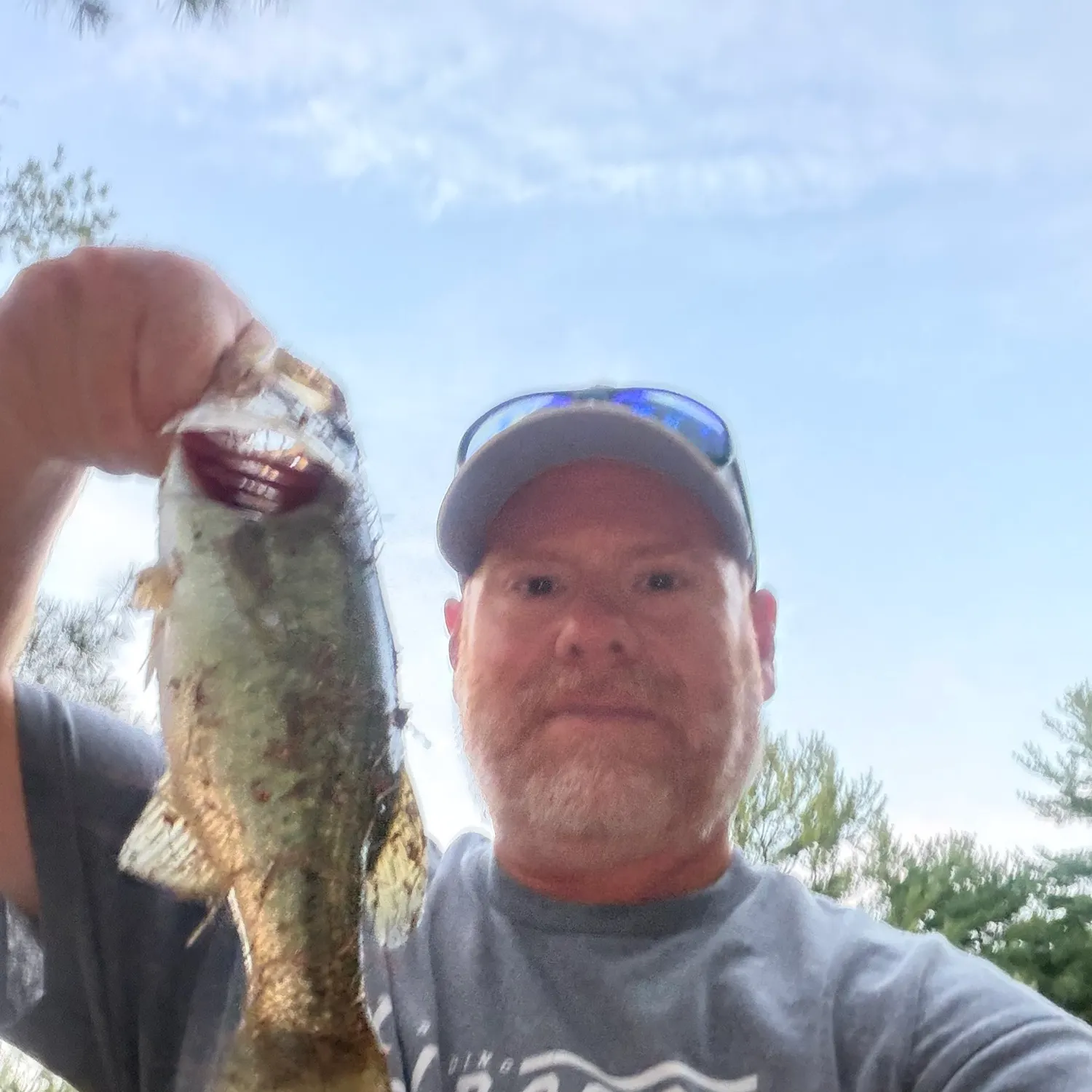Largemouth bass caught on Fishbrain