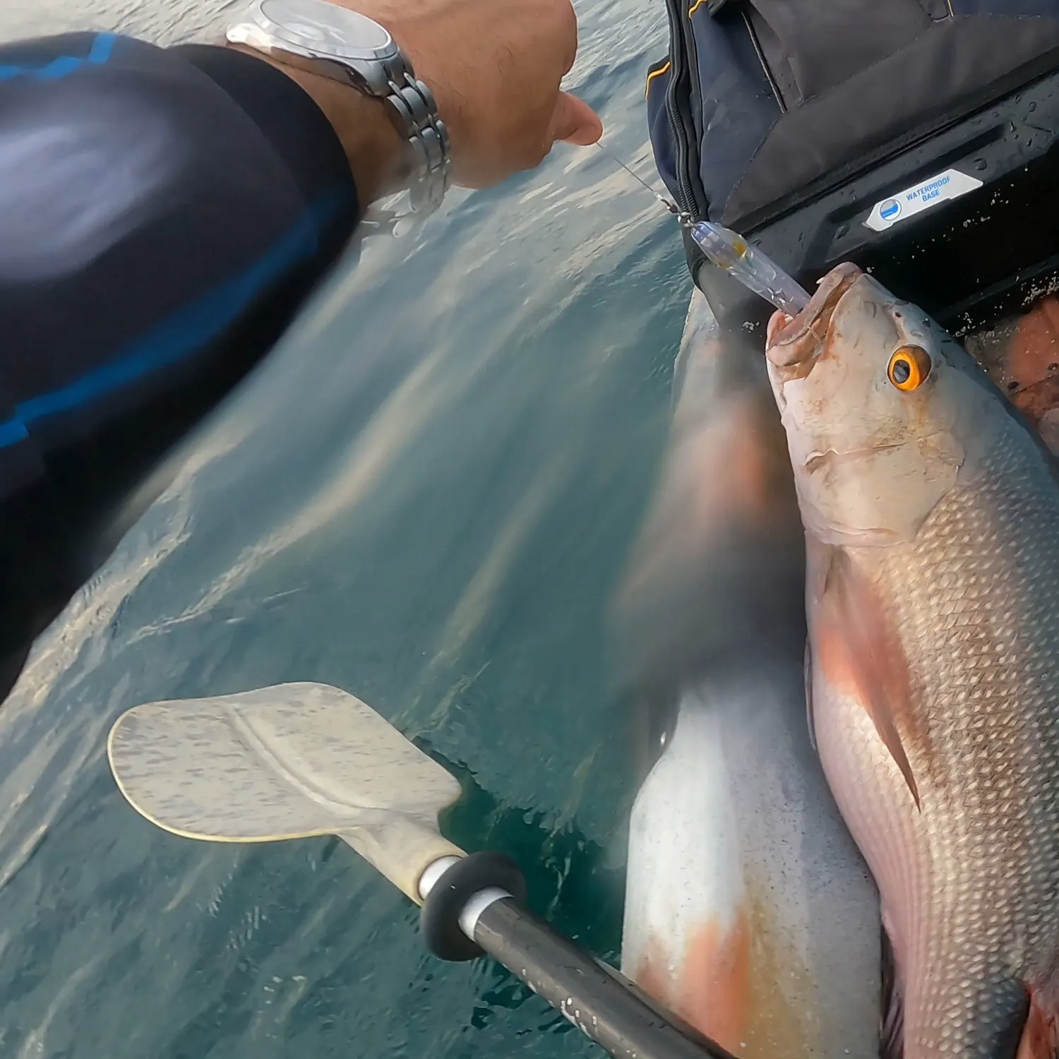 The most recent Two-spot red snapper catches on Fishbrain