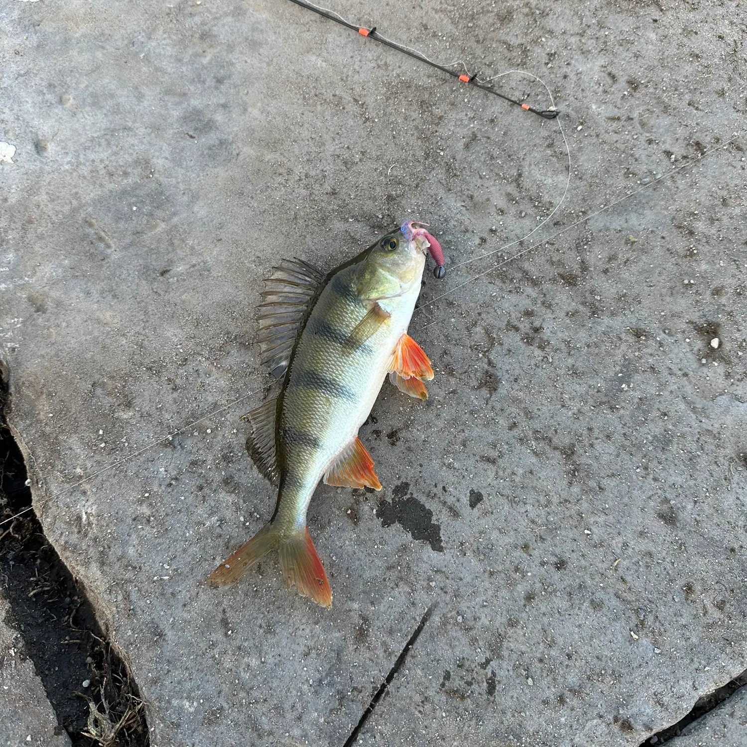 European perch caught on Fishbrain